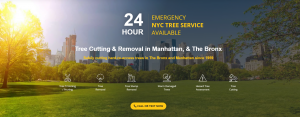 Efficient Tree Removal Services in Bronx, NY: Preserving Beauty and Safety